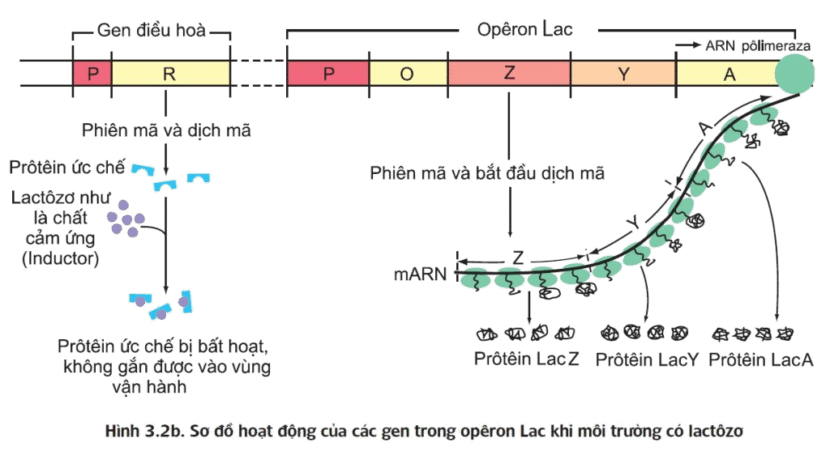 Sự điều hòa hoạt động của gen tổng hợp enzim phân giải lactozo của vi khuẩn E. coli diễn ra ở cấp độ nào?