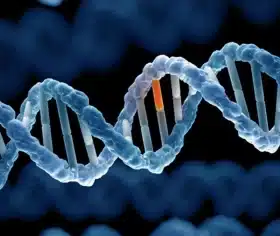 Đột biến gen phụ thuộc vào những yếu tố nào? A. Đột biến gen phụ thuộc vào loại tác nhân đột biến và đặc điểm cấu trúc của gen, không phụ thuộc vào liều lượng, cường độ của loại tác nhân gây đột biến.